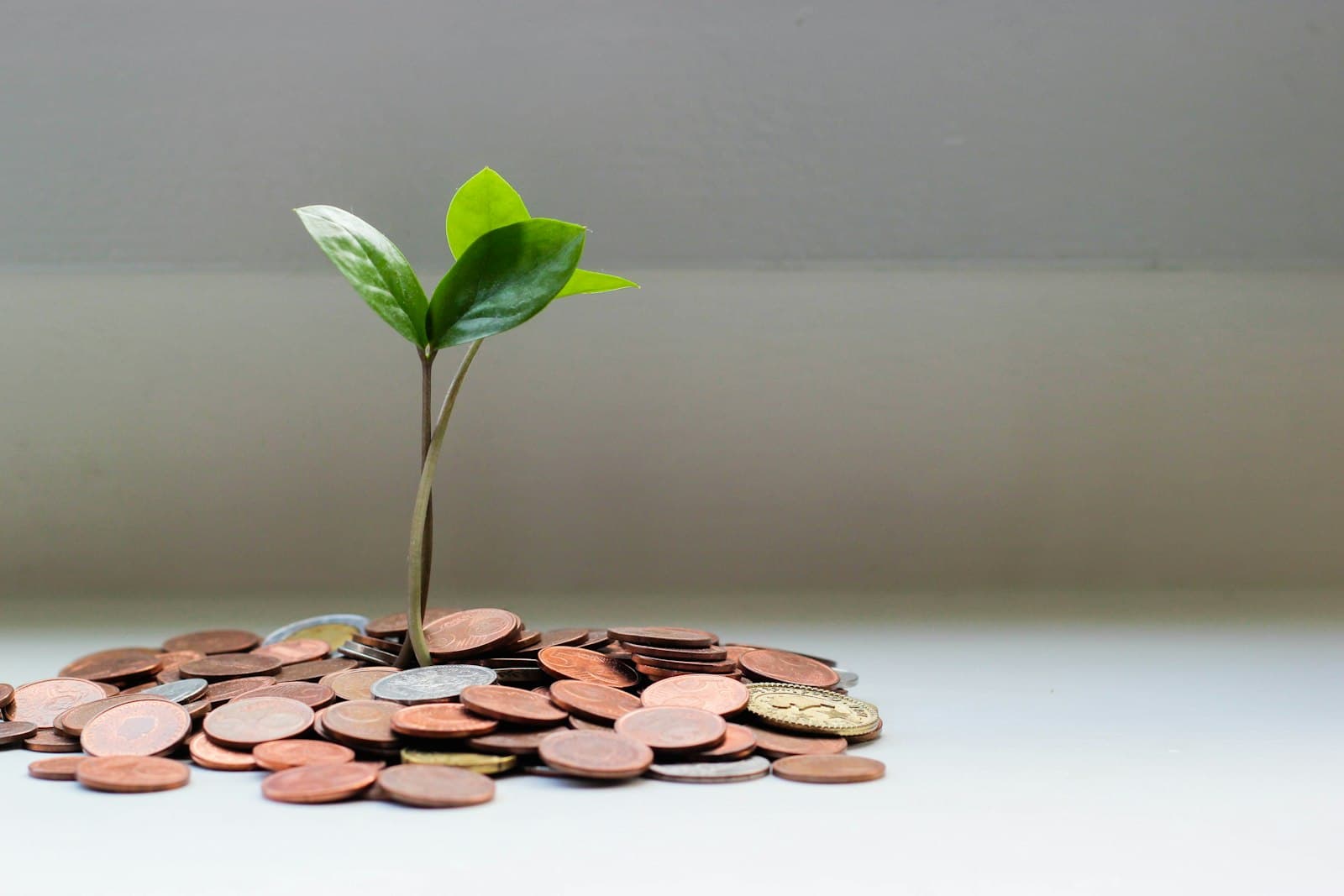 Monedas de euro y una planta brotando: cuánto cobrar por sesión de psicología en España